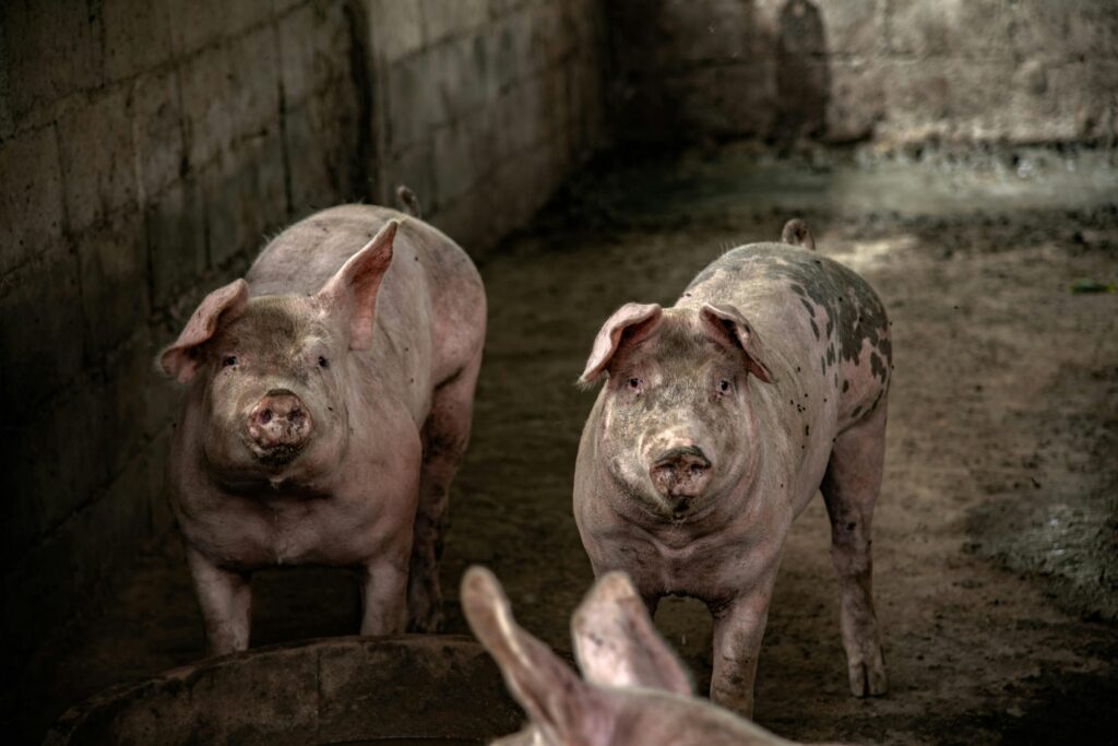 Two pigs in an indoor pen on a farm, showcasing their natural environment.
