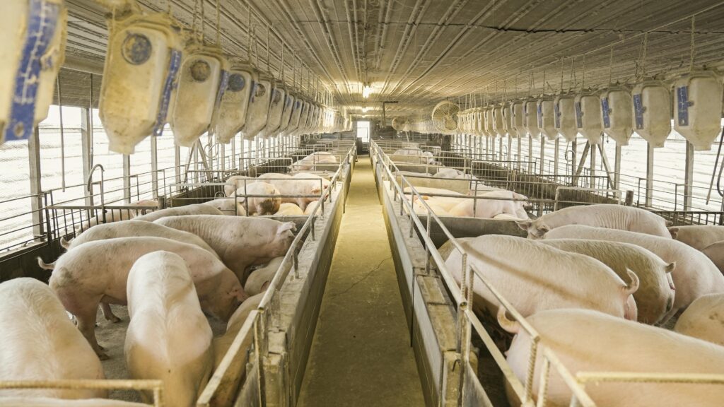 Interior view of a pig farming facility in North Carolina showing pigs in pens.