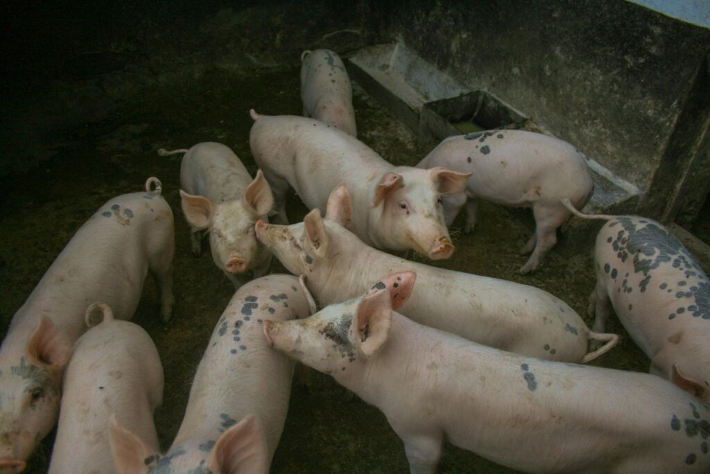 A group of spotted pigs crowd together in a farm pen, displaying natural behavior.