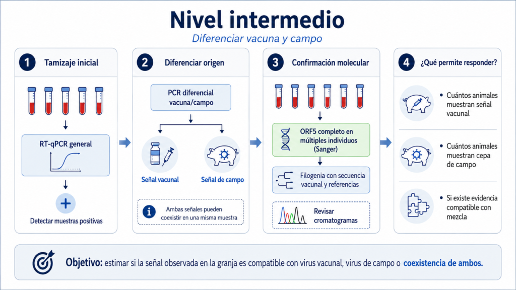 deteccion diferencial cepas vacunales prrsv 1